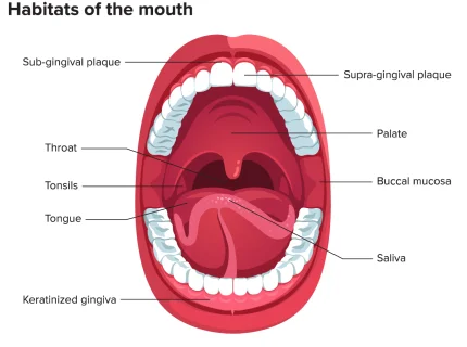 mouth