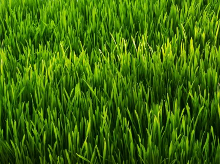 grass