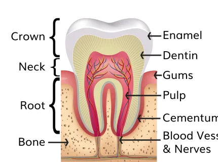 tooth
