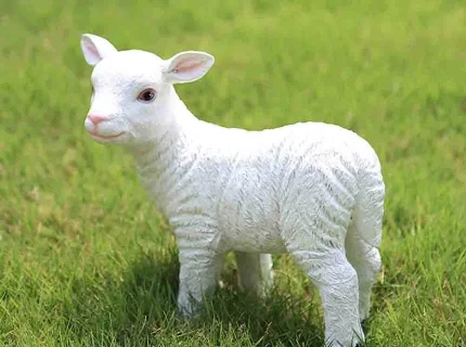 lamb