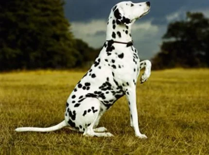 spot