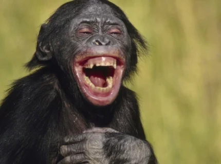 laugh