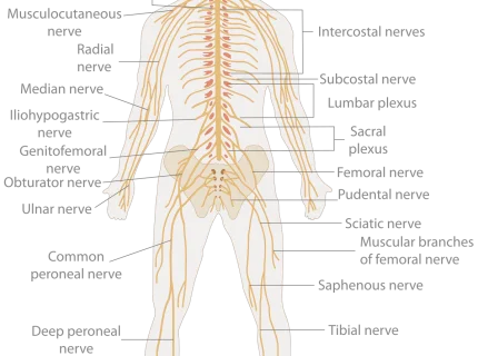 nerve