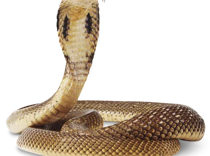 snake