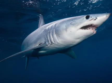 shark