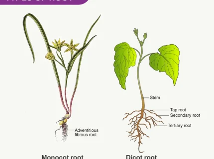 root