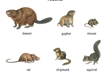beaver