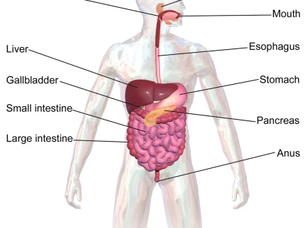 digestive