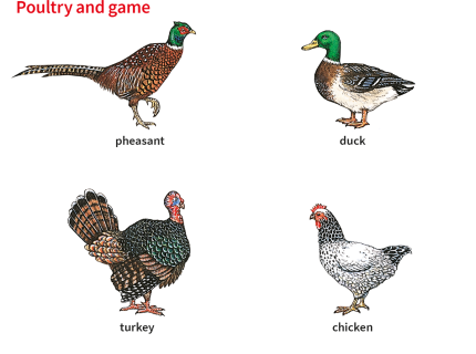 pheasant