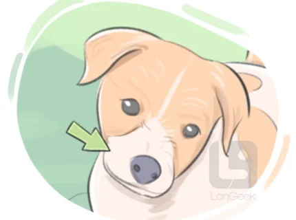 snout