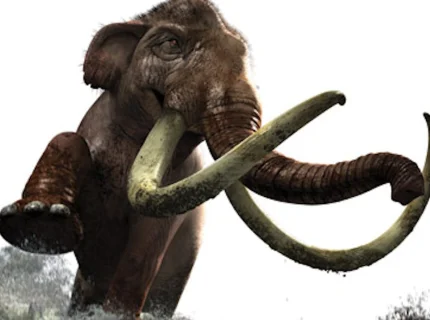 tusk