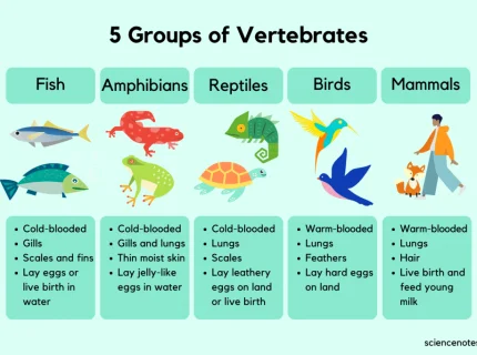 vertebrate