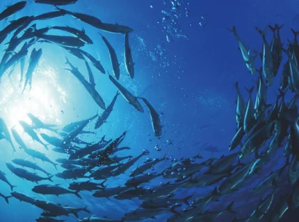 shoal