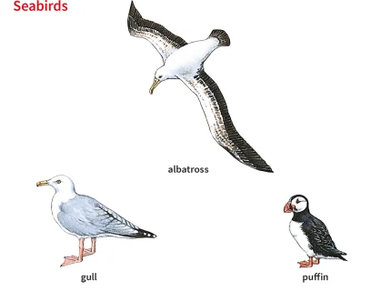 albatross