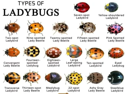 ladybird