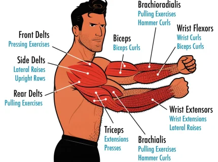 arms