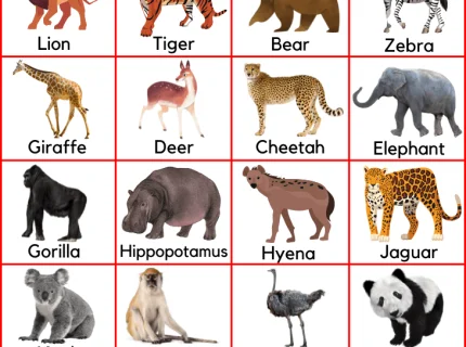 animal