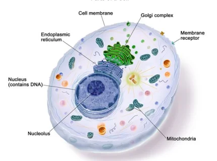cell