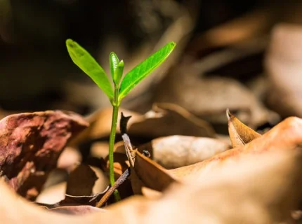 emerge