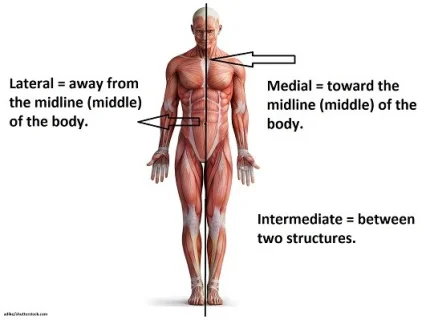 midline