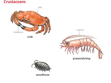 prawn