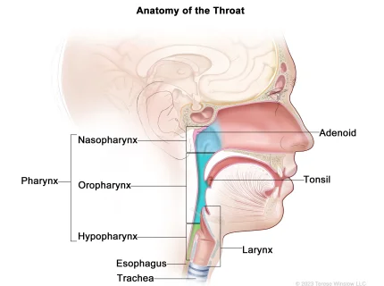 throat