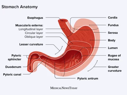 stomach