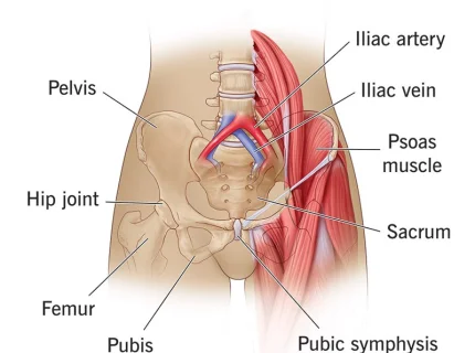 hip