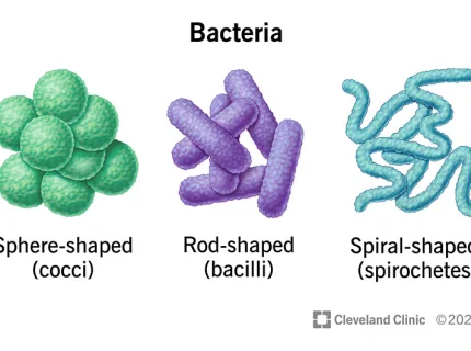 bacteria