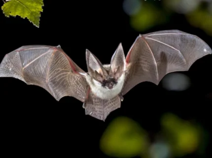 bat