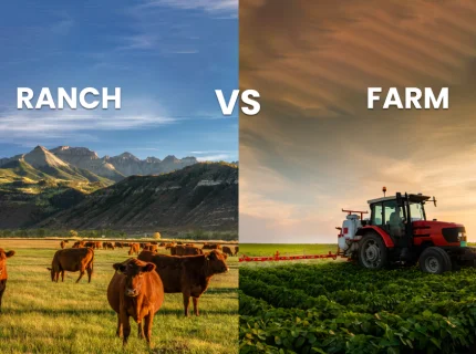 ranch