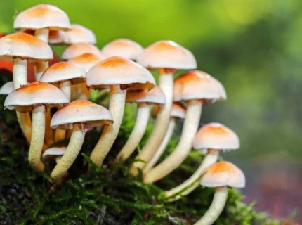 mushroom