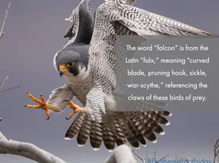 falconine