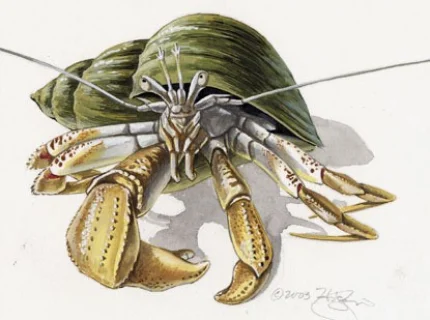 Pagurus