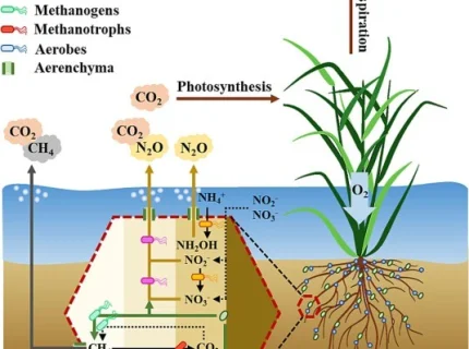 hydrophyte