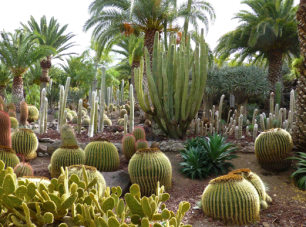 xerophytic