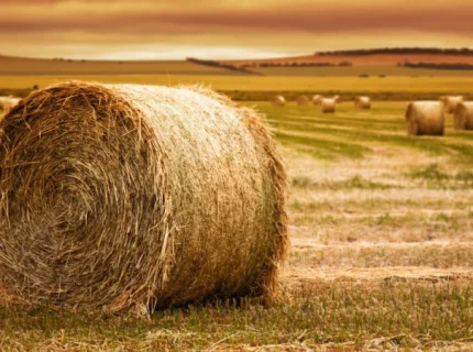 hay