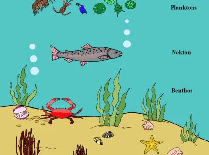 aquatic