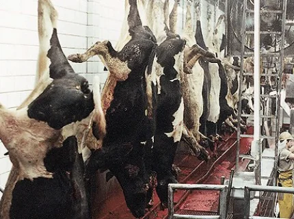 slaughter