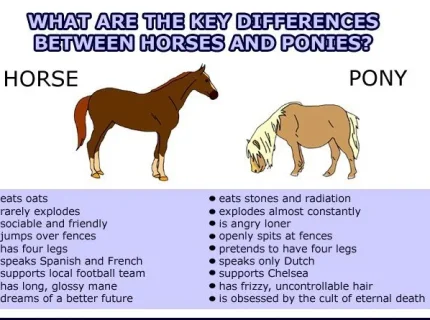 pony