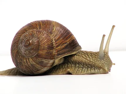 snail